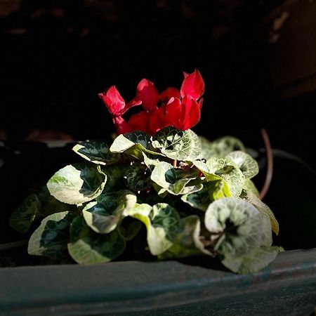 Ahuzat Shaul Seaside Bed & Breakfast Hadera Bagian luar foto